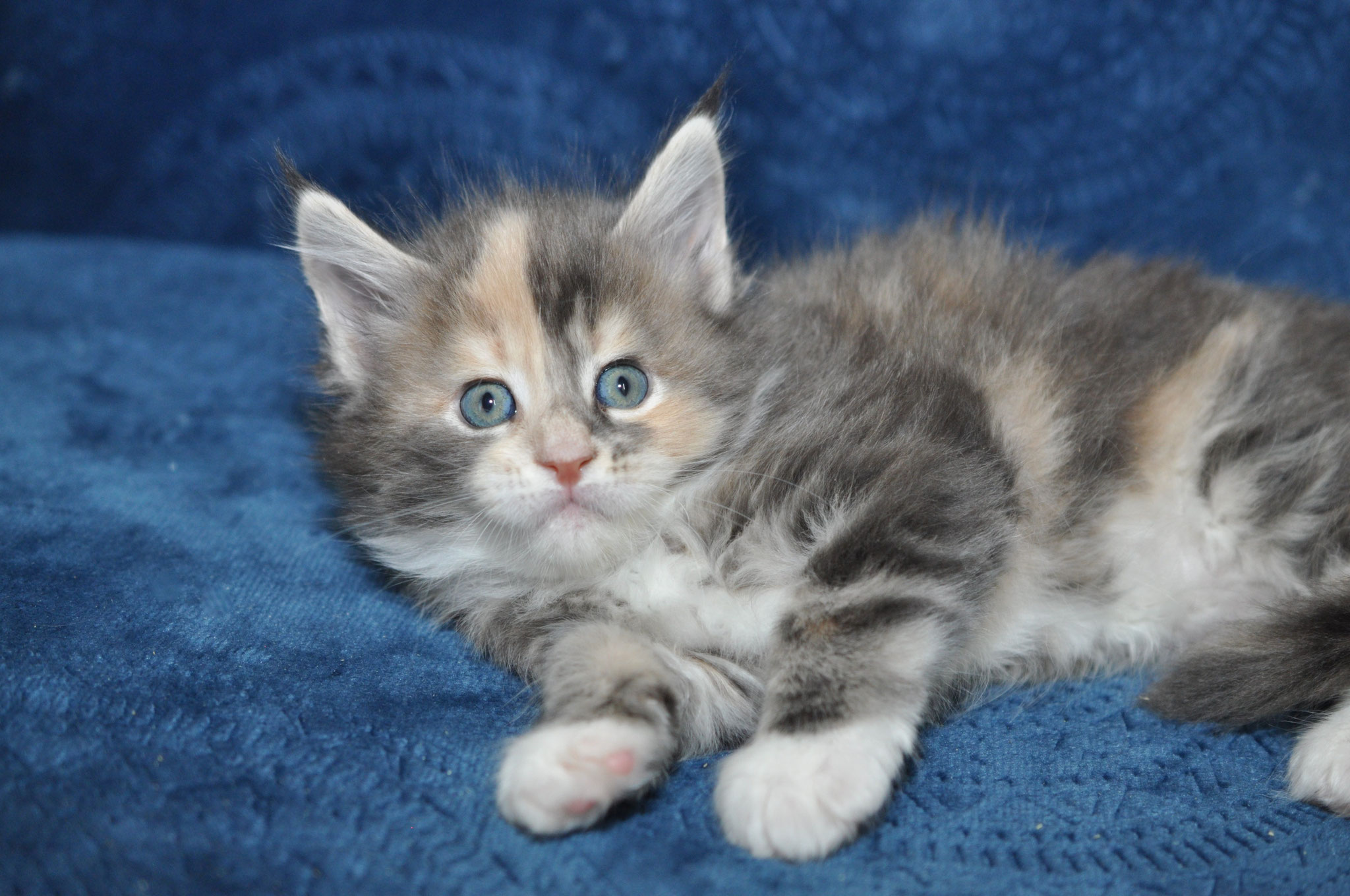A fluffy kitten is laying on the blanket.