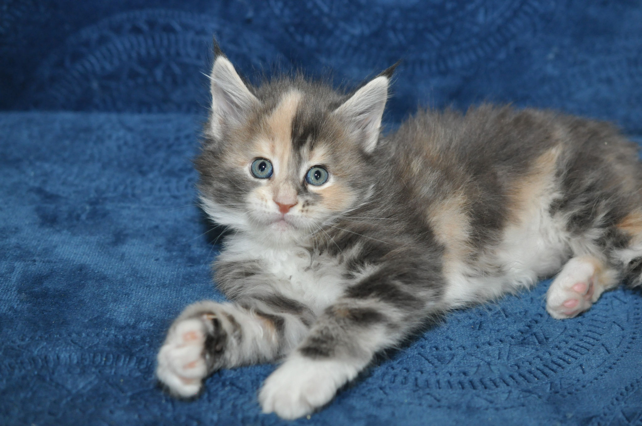 A cat is laying on the blue blanket