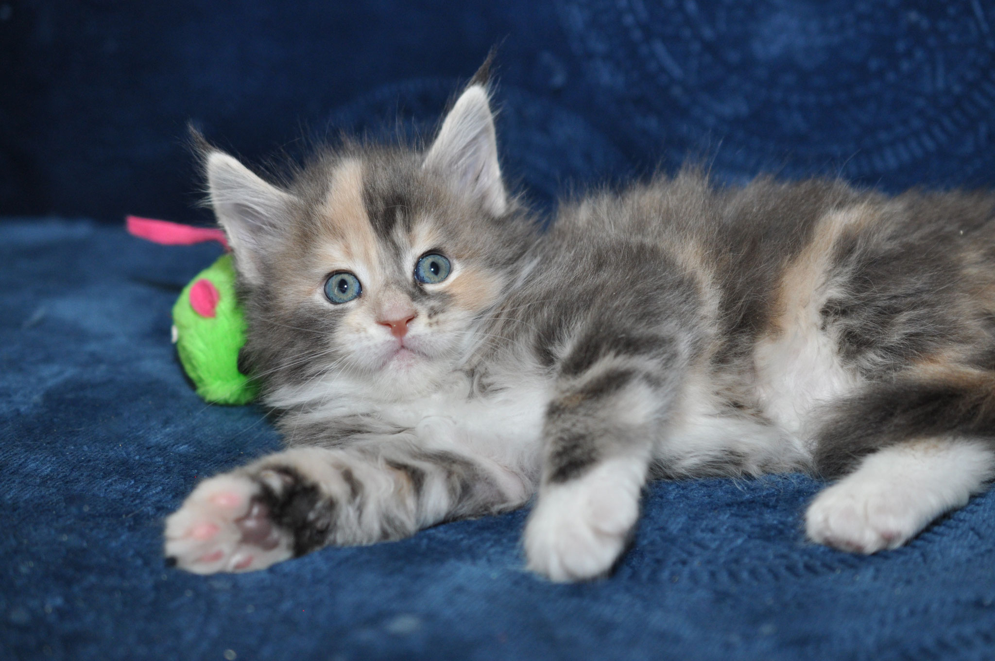 A cat laying on its back with a toy.