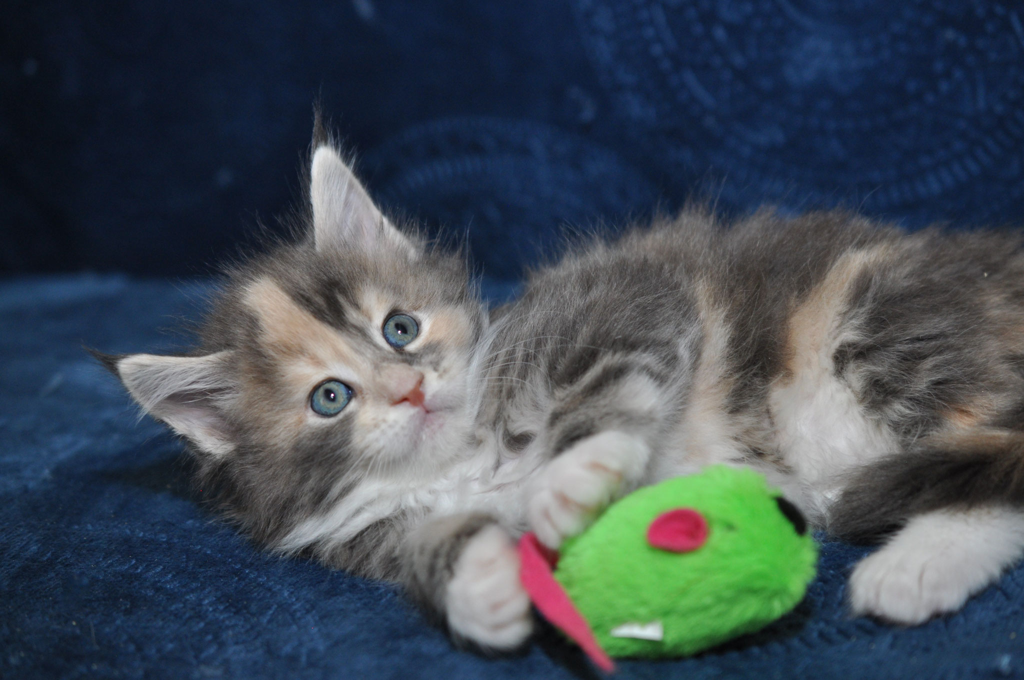 A kitten playing with a toy on the couch