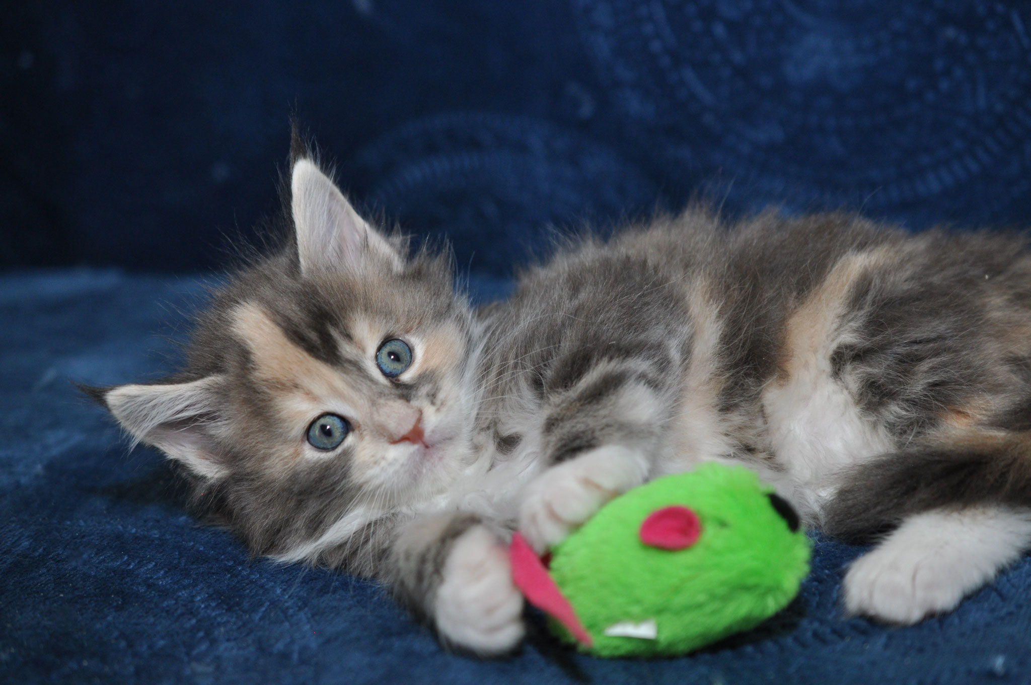 A kitten playing with a toy on the couch