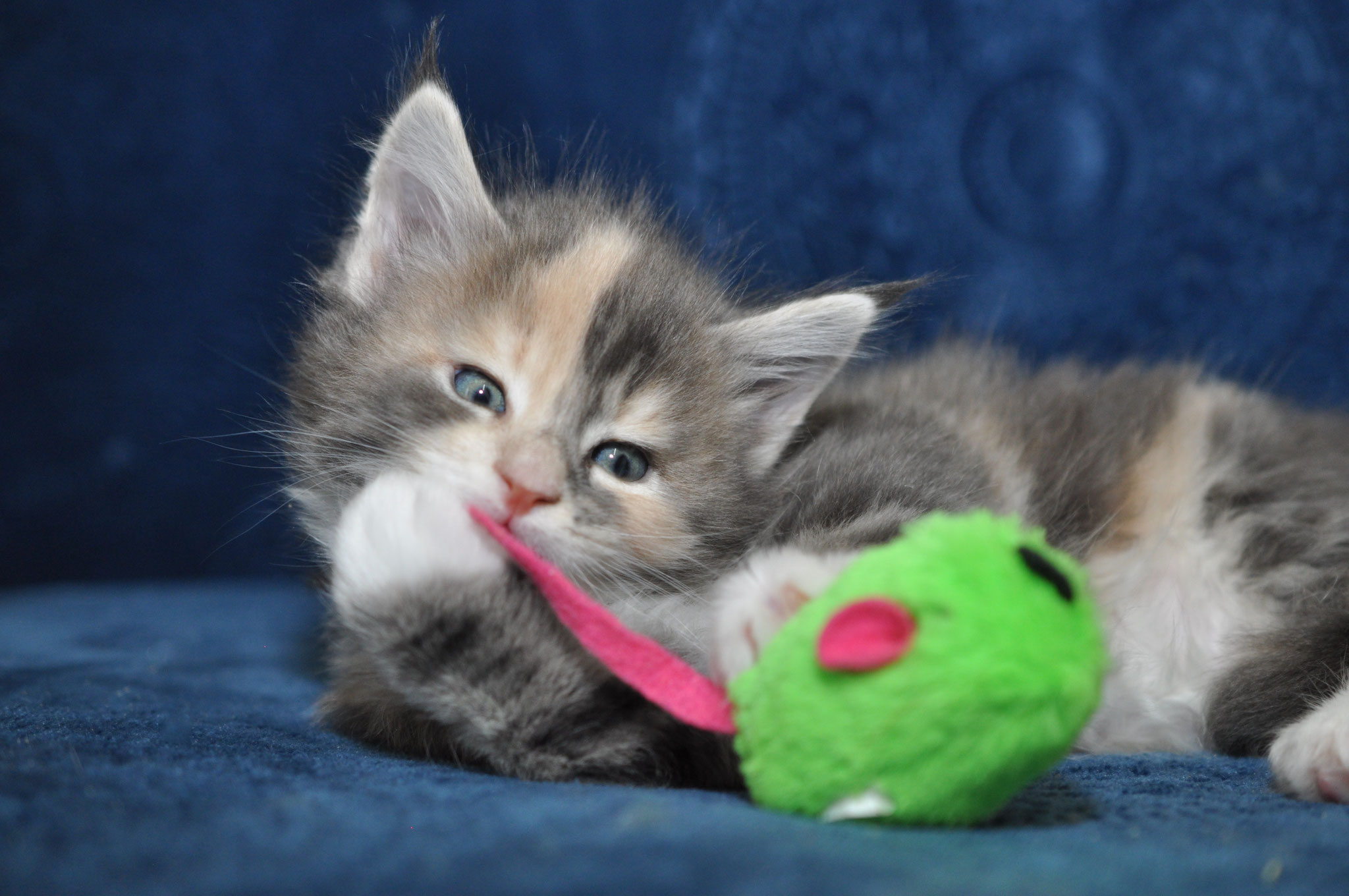 A kitten playing with a toy on the couch.