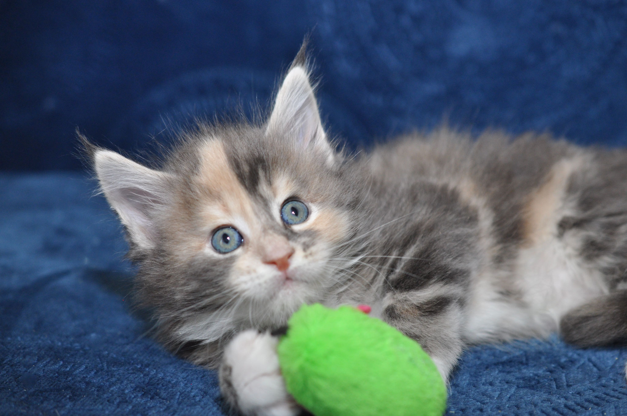 A kitten playing with a green ball on the couch