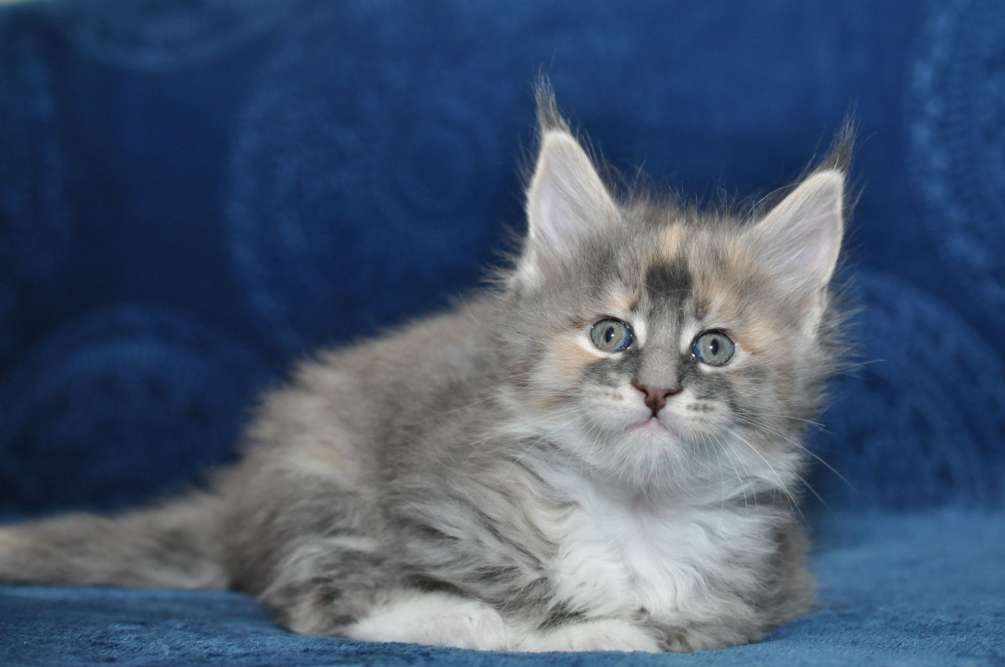 A fluffy cat is sitting on the couch