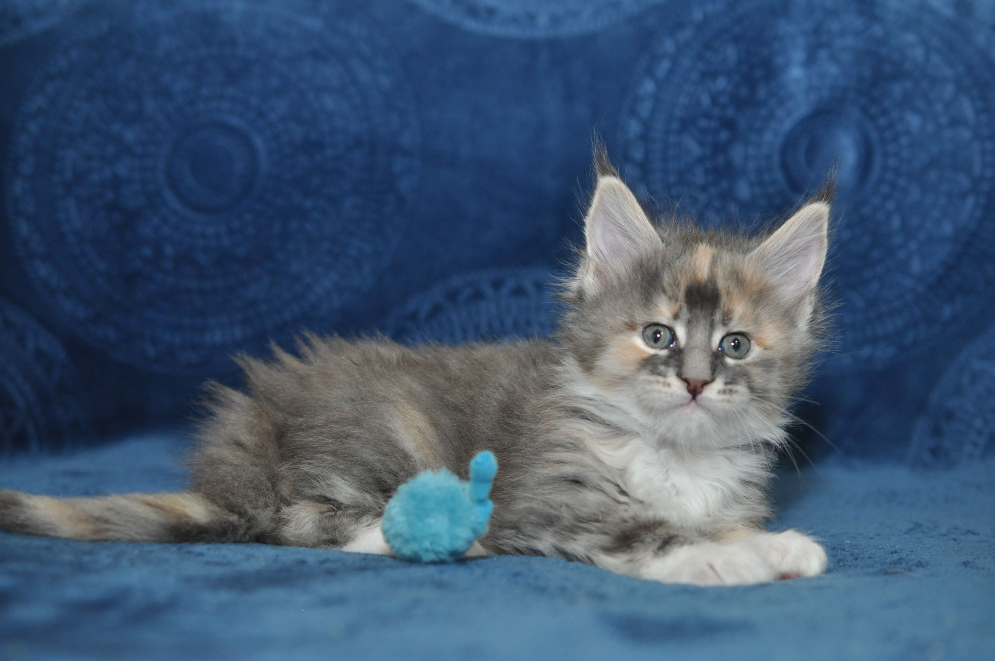 A cat laying on top of a blue couch.