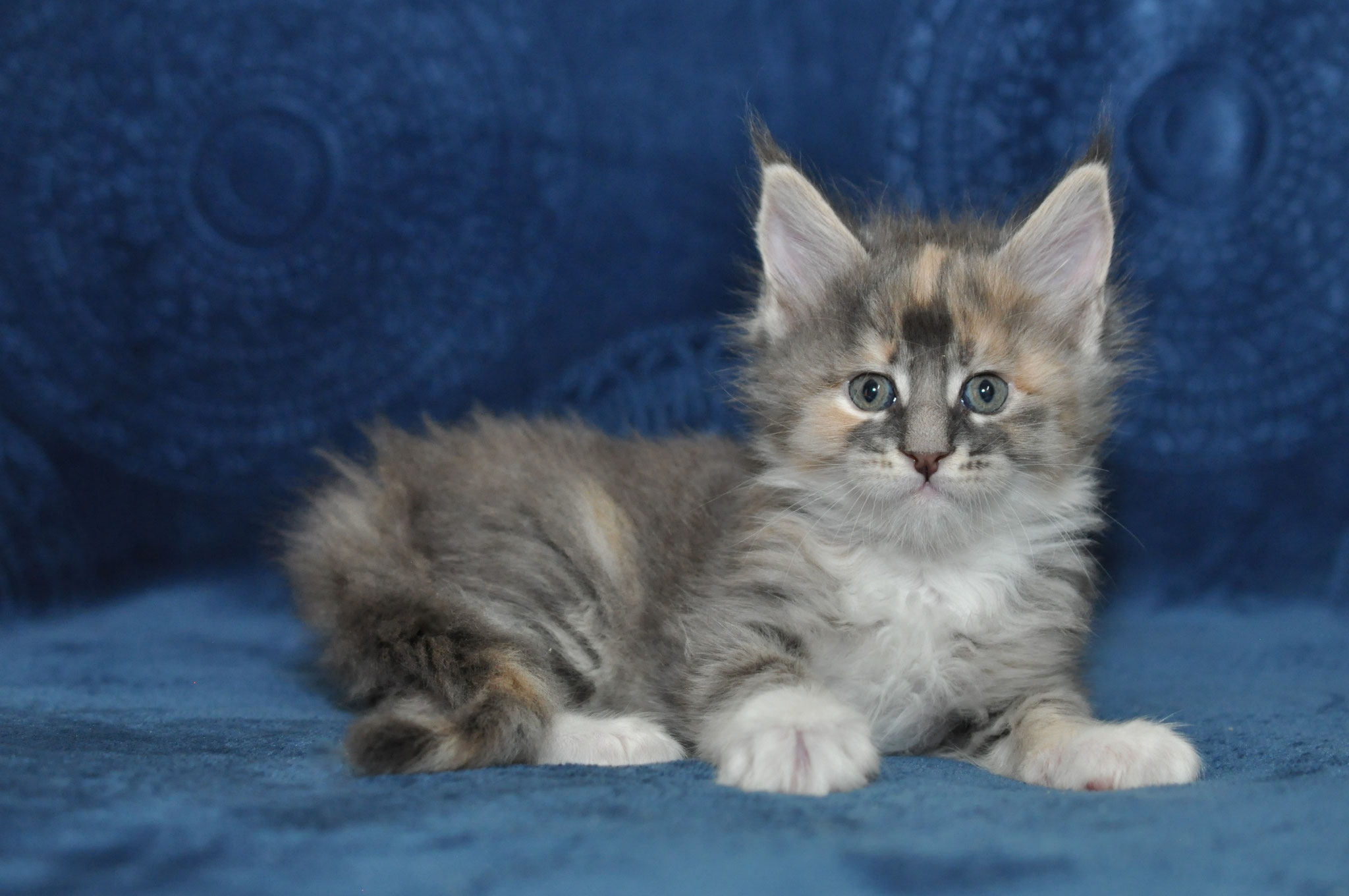 A fluffy cat is sitting on the couch