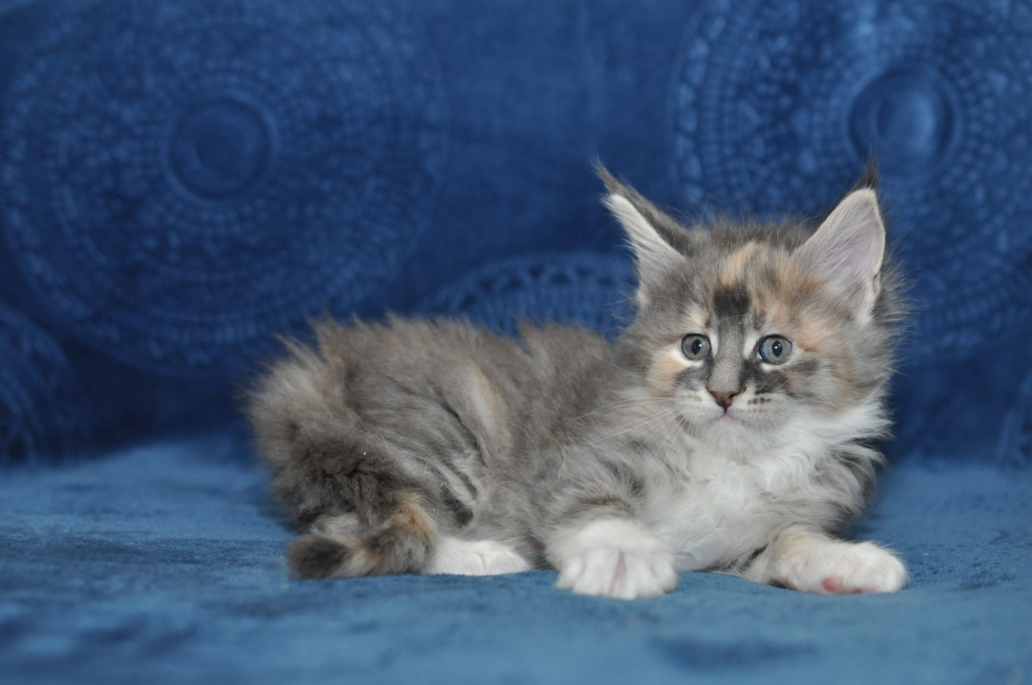A fluffy cat is laying on the couch