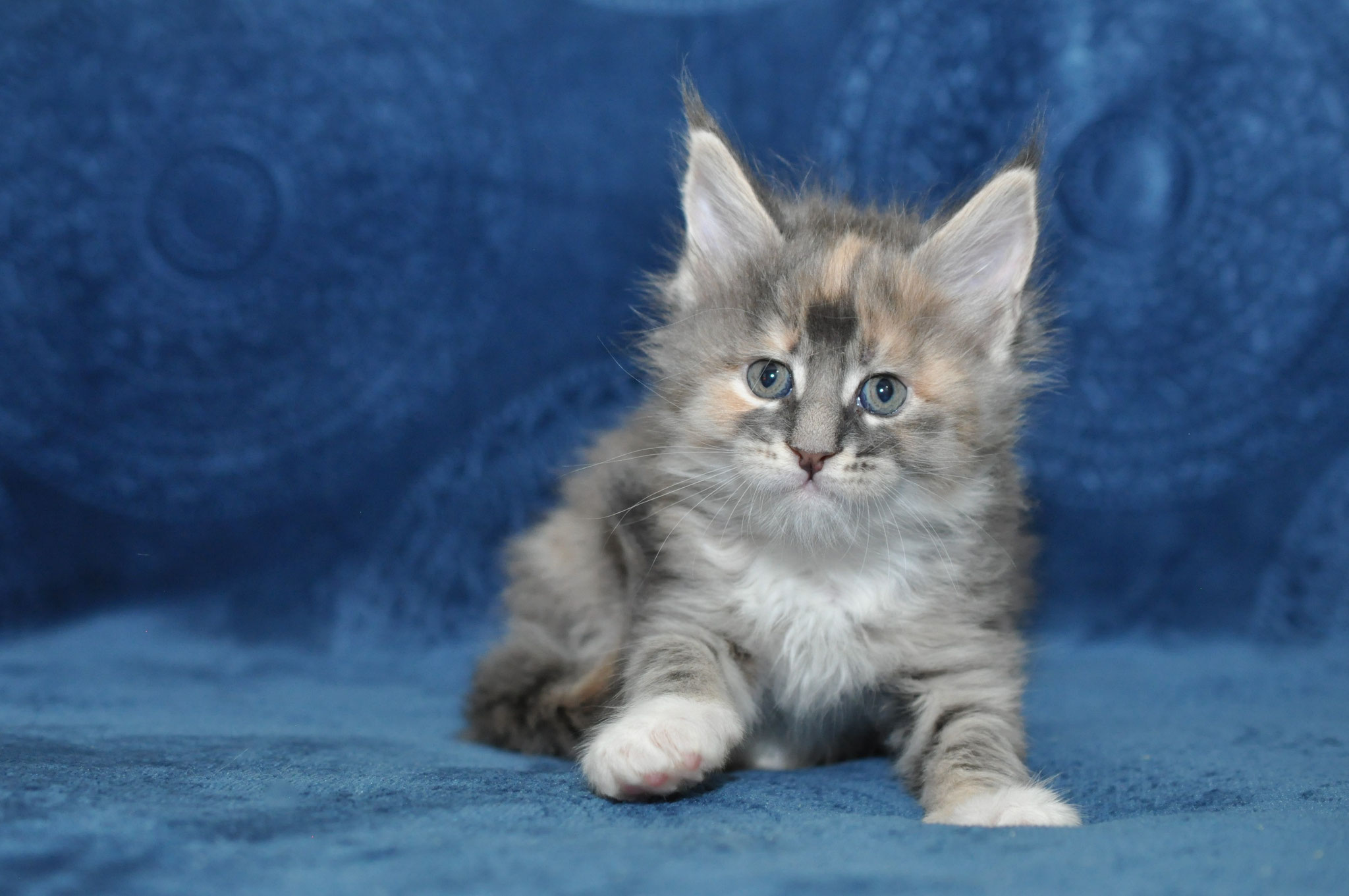 A fluffy kitten sitting on top of a blue blanket.
