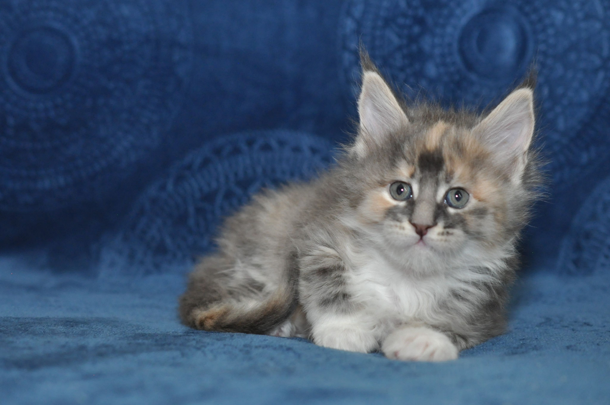 A cat that is laying down on the ground.