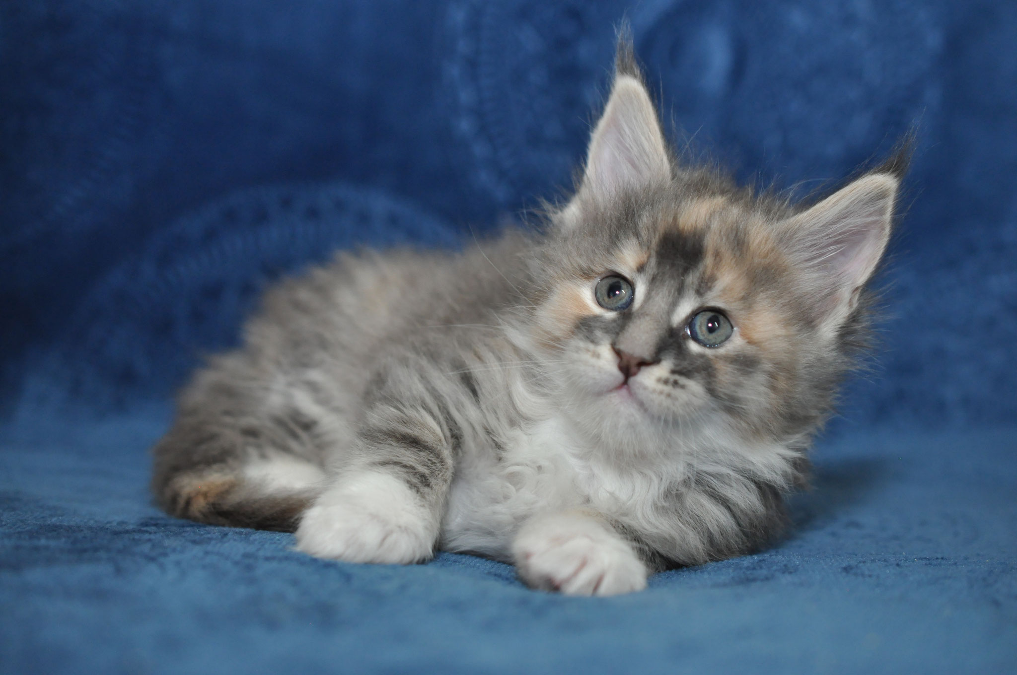 A cat that is laying down on the ground.