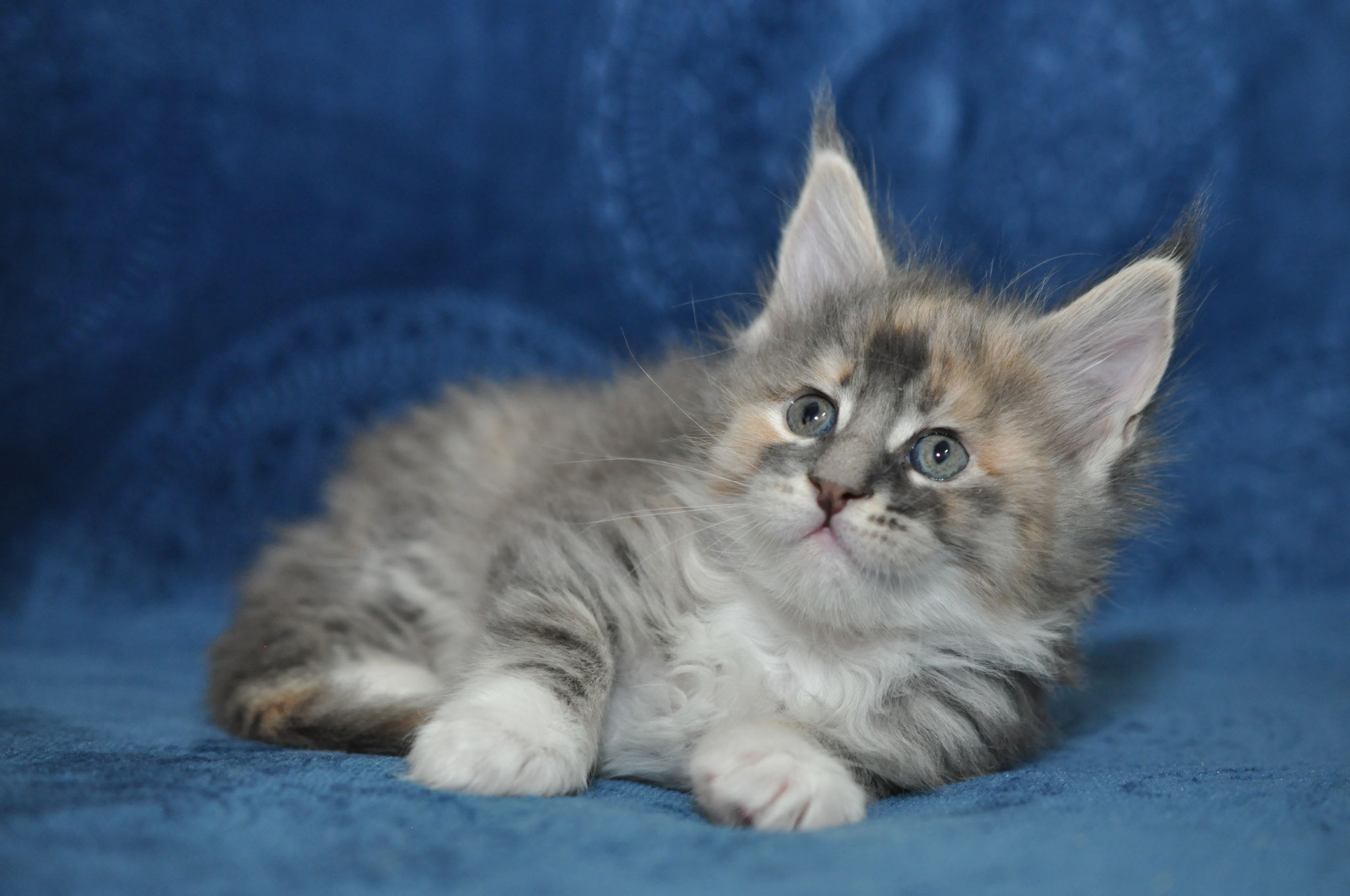 A cat is laying on the couch and looking at something.