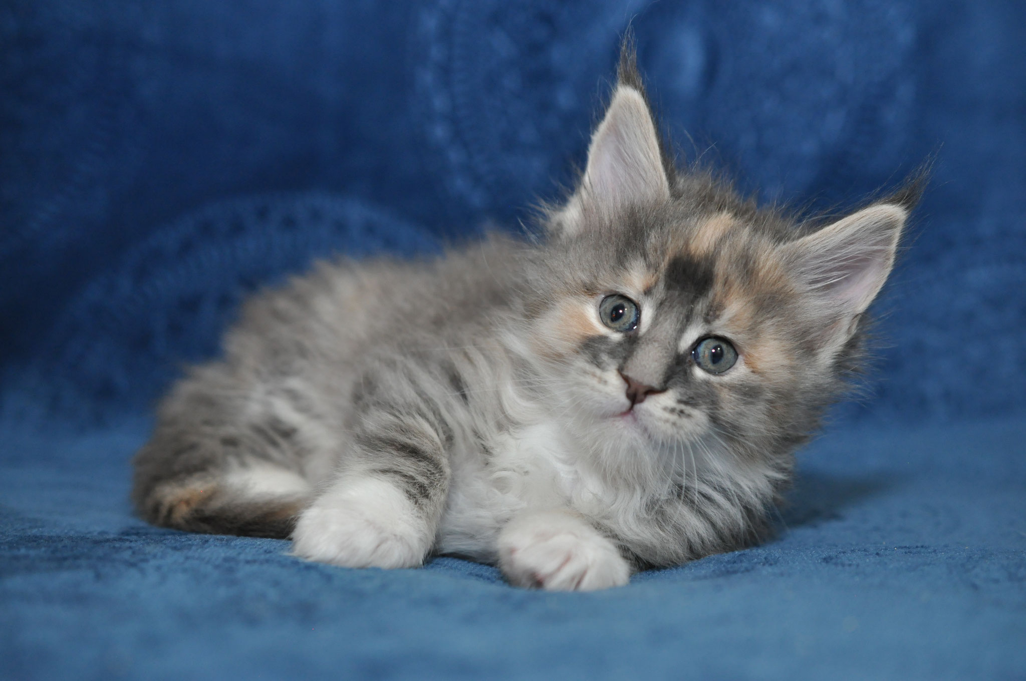 A kitten is laying on the couch looking at something.