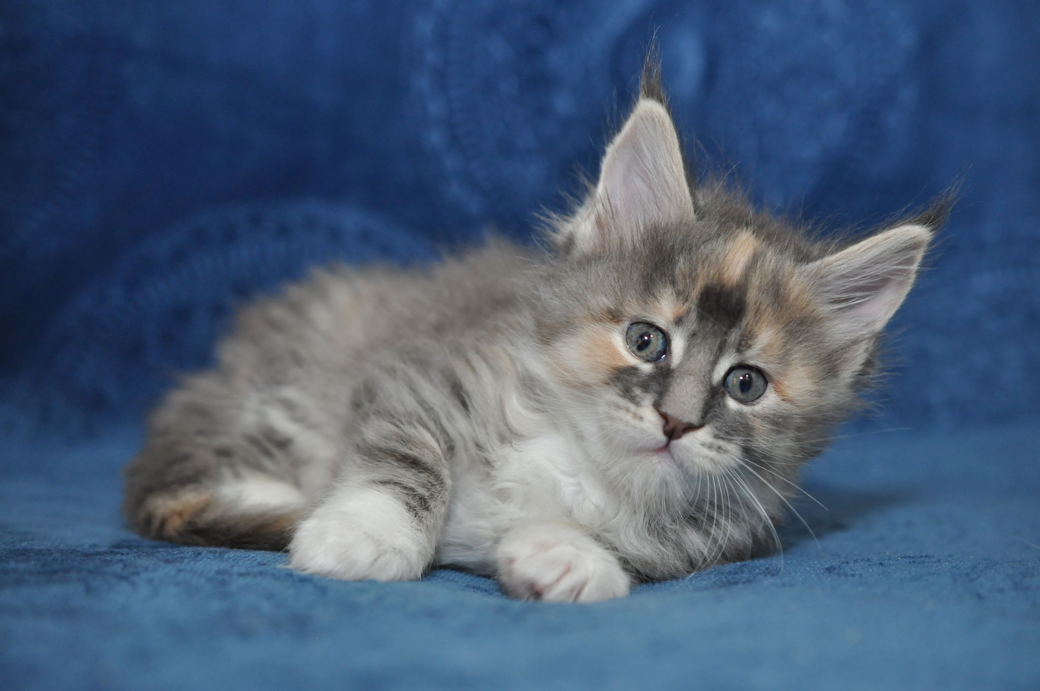 A kitten is laying on the couch looking at something.