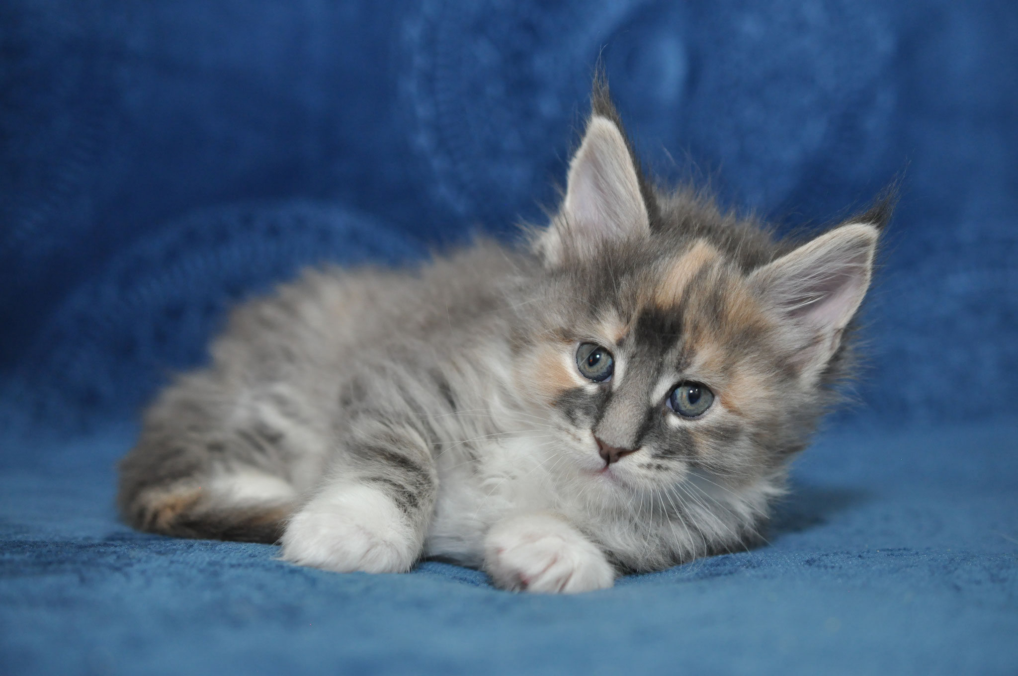 A kitten is laying on the blue blanket.