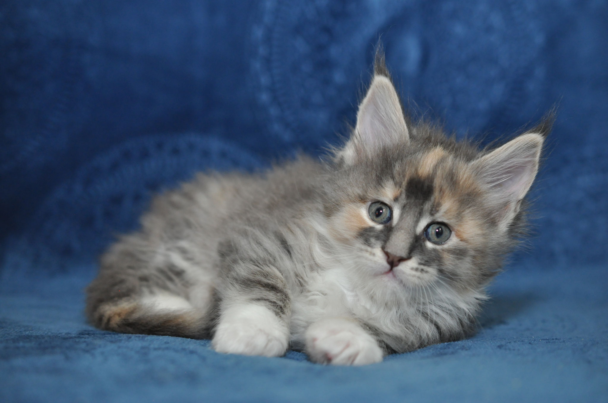 A cat that is laying down on the ground.