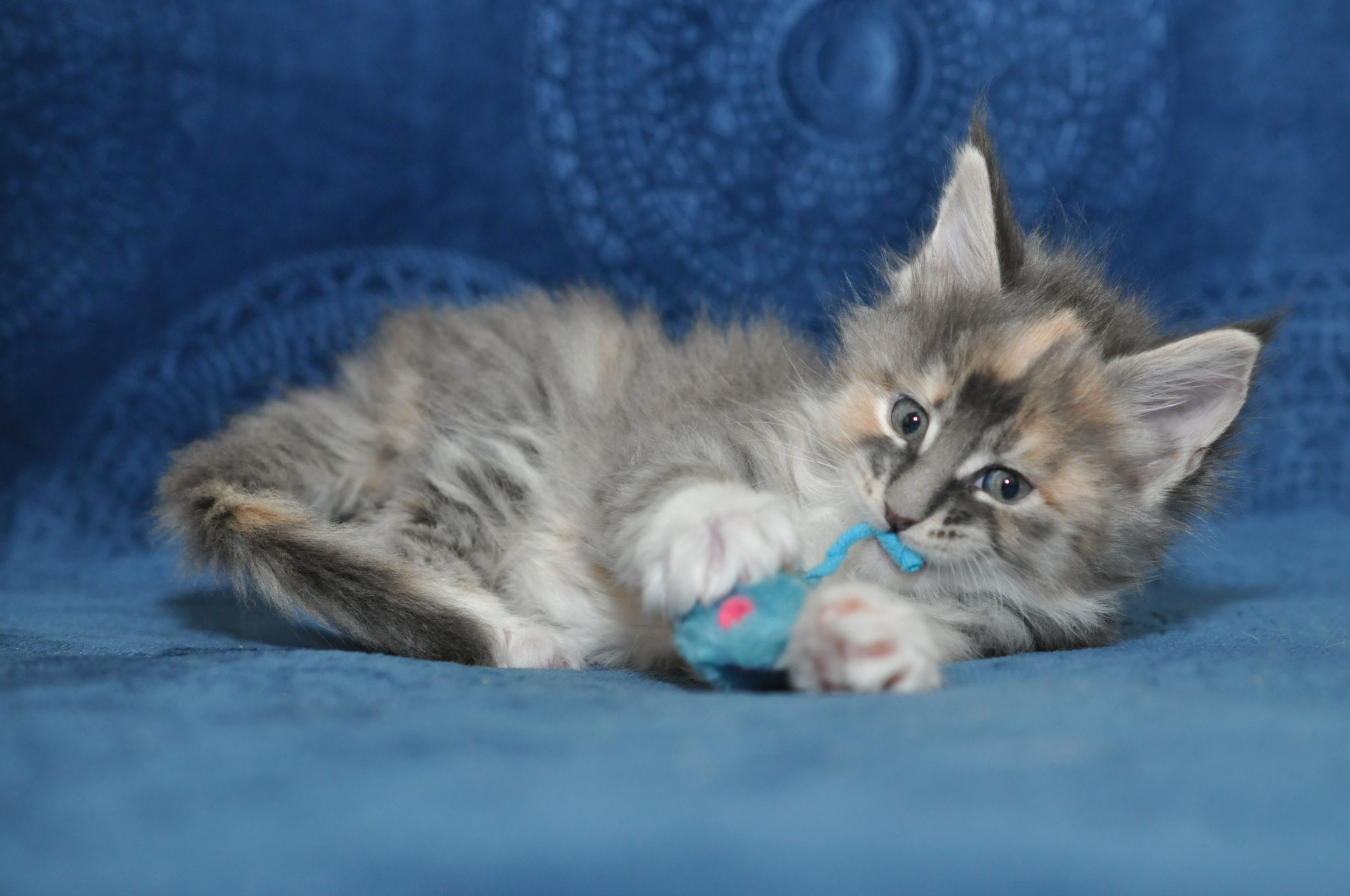 A cat is laying on the couch chewing on a toy.
