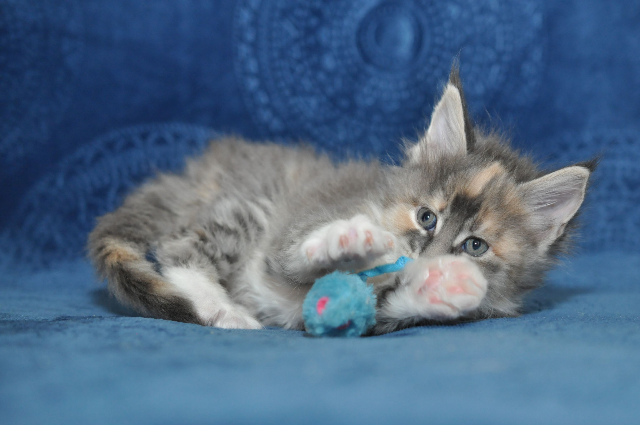 A kitten is laying on the couch with its paw in it's mouth.