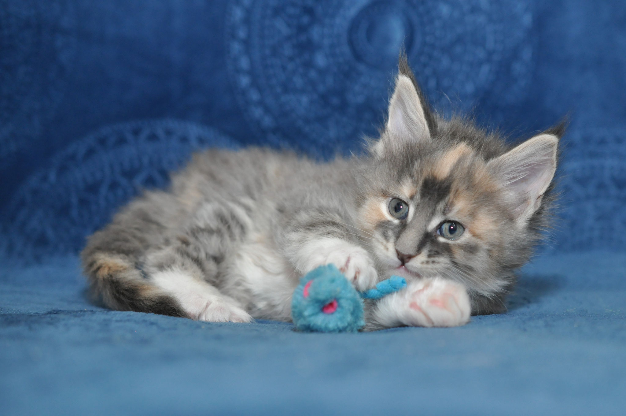 A kitten is laying on the couch with its toy.