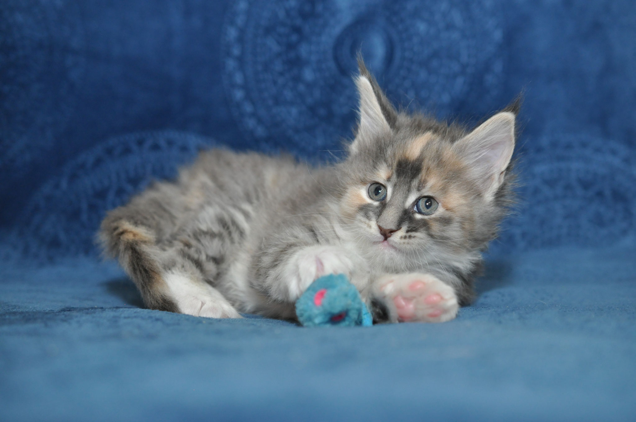 A kitten is laying on the bed with its toy.