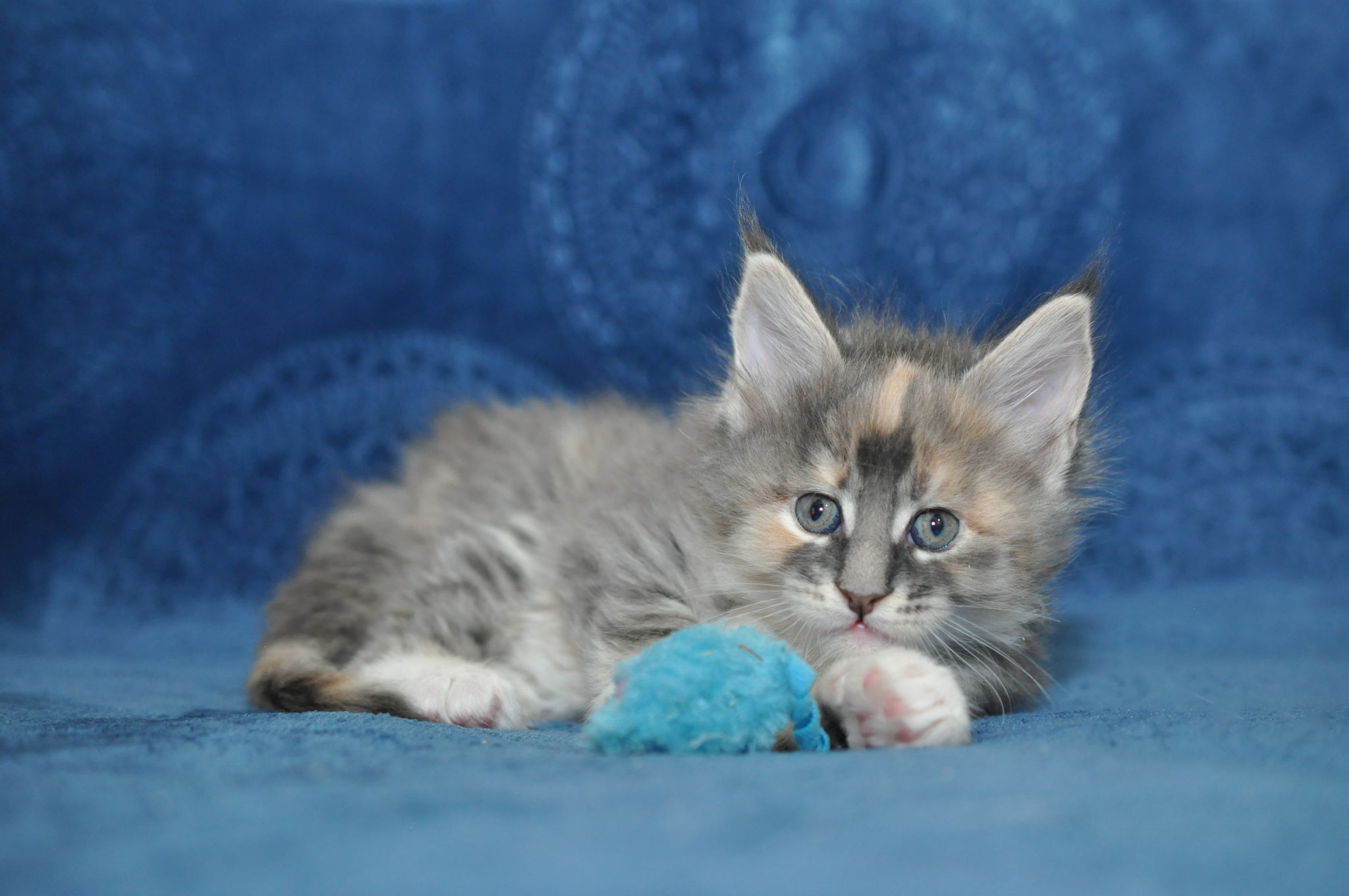 A kitten laying on the couch with its paw in it's mouth.