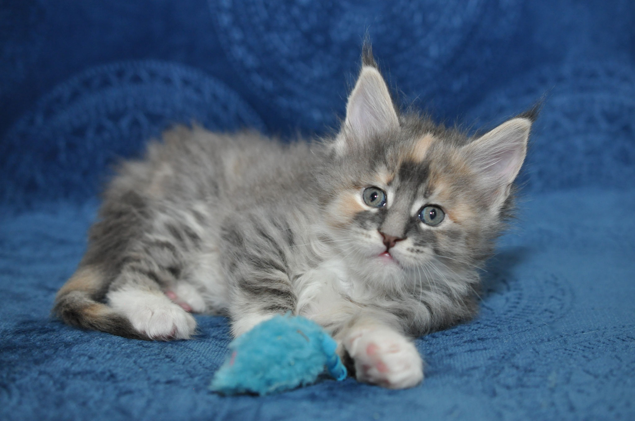 A kitten is laying on the couch with its toy.