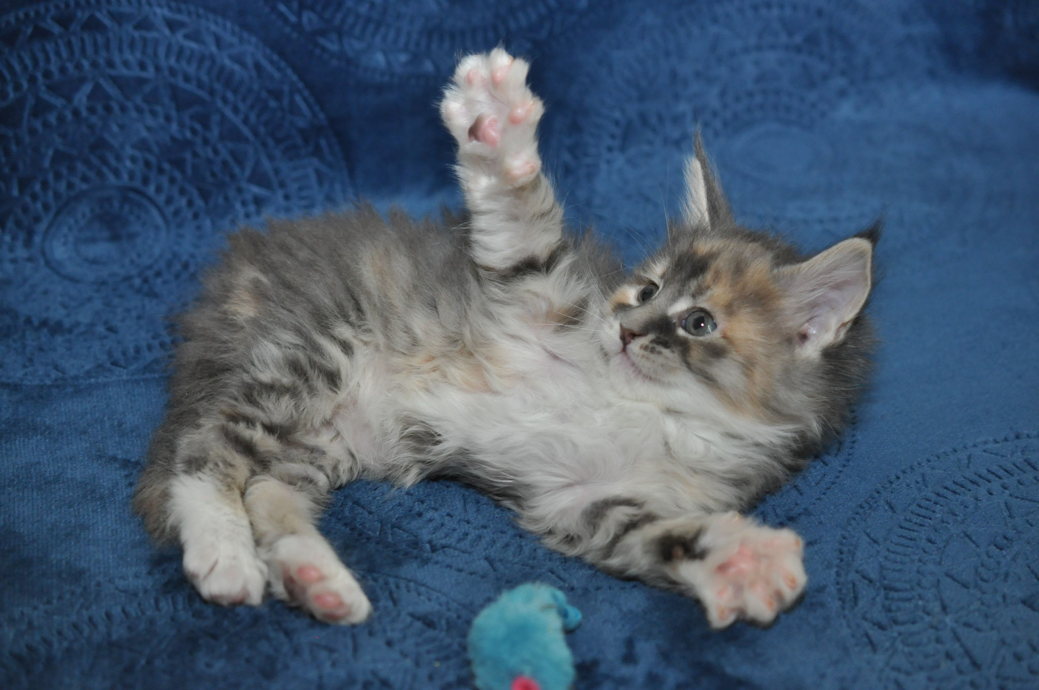 A cat is laying on the ground with its paws in the air.