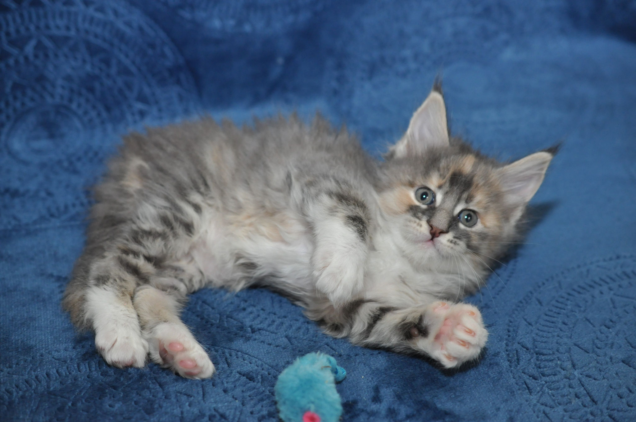 A kitten is laying on the blue blanket.