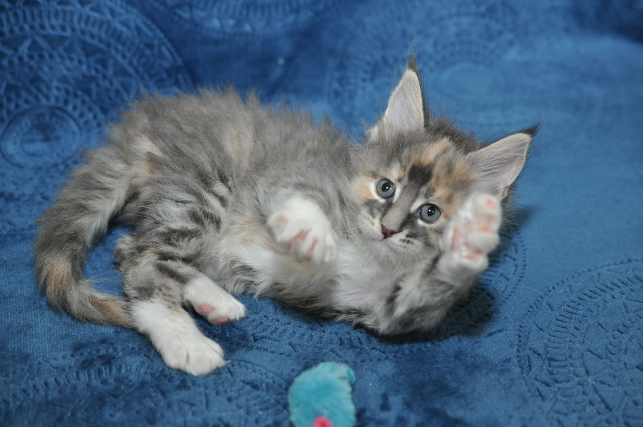 A kitten is laying on the blue blanket.