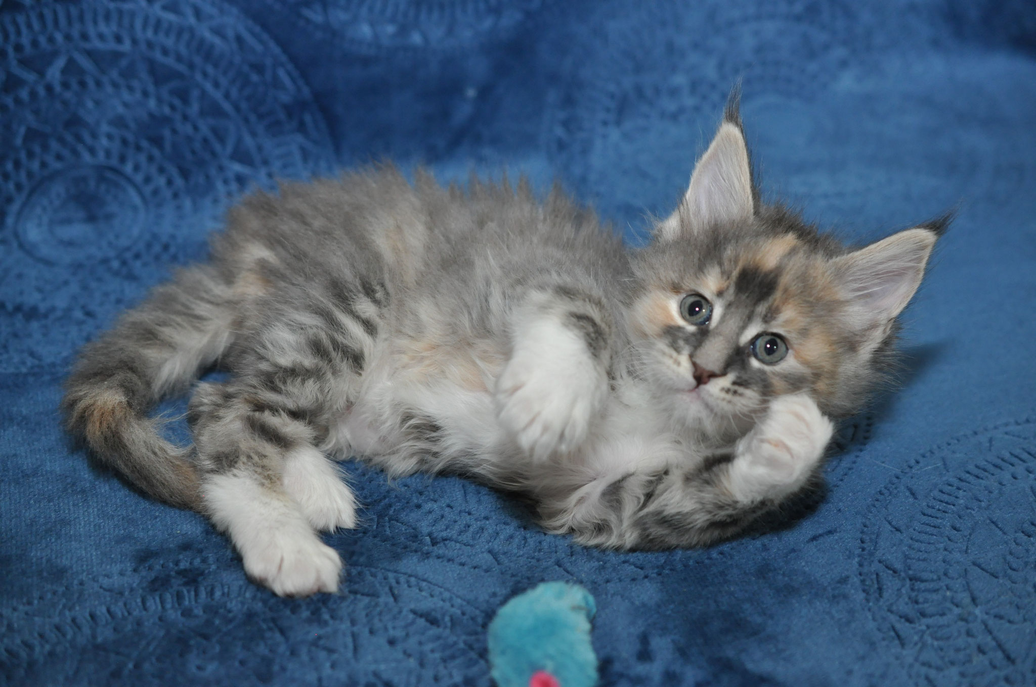 A kitten is laying on the blue blanket.