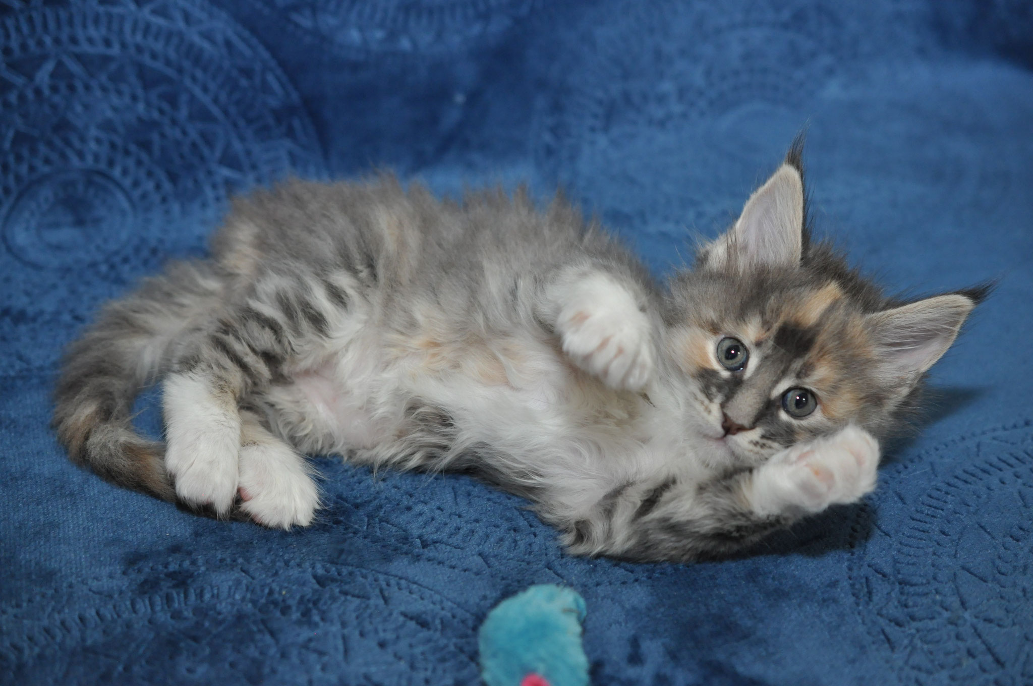 A cat is laying on the couch and looking at something.