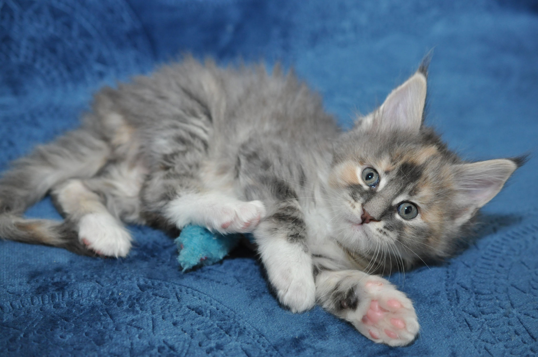 A kitten is laying on the bed with its paw in it's mouth.