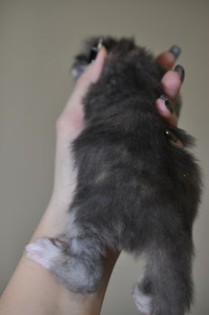 A person holding their cat 's paw in the palm of their hand.