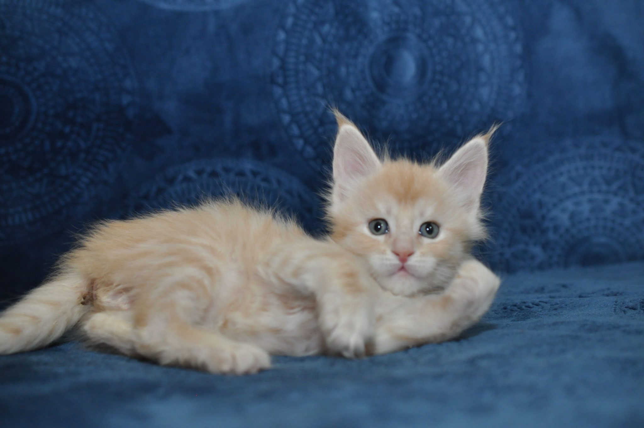 A cat is laying on the couch and looking at the camera.