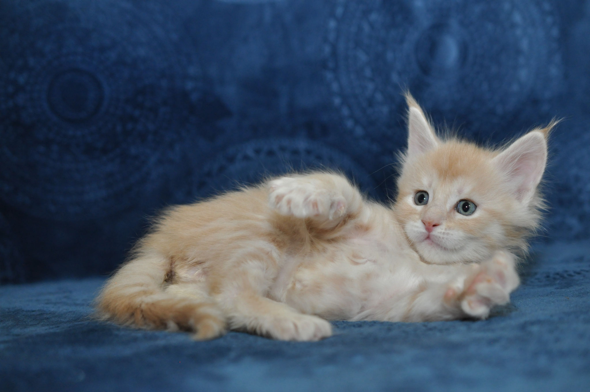 A cat is laying on the couch and stretching