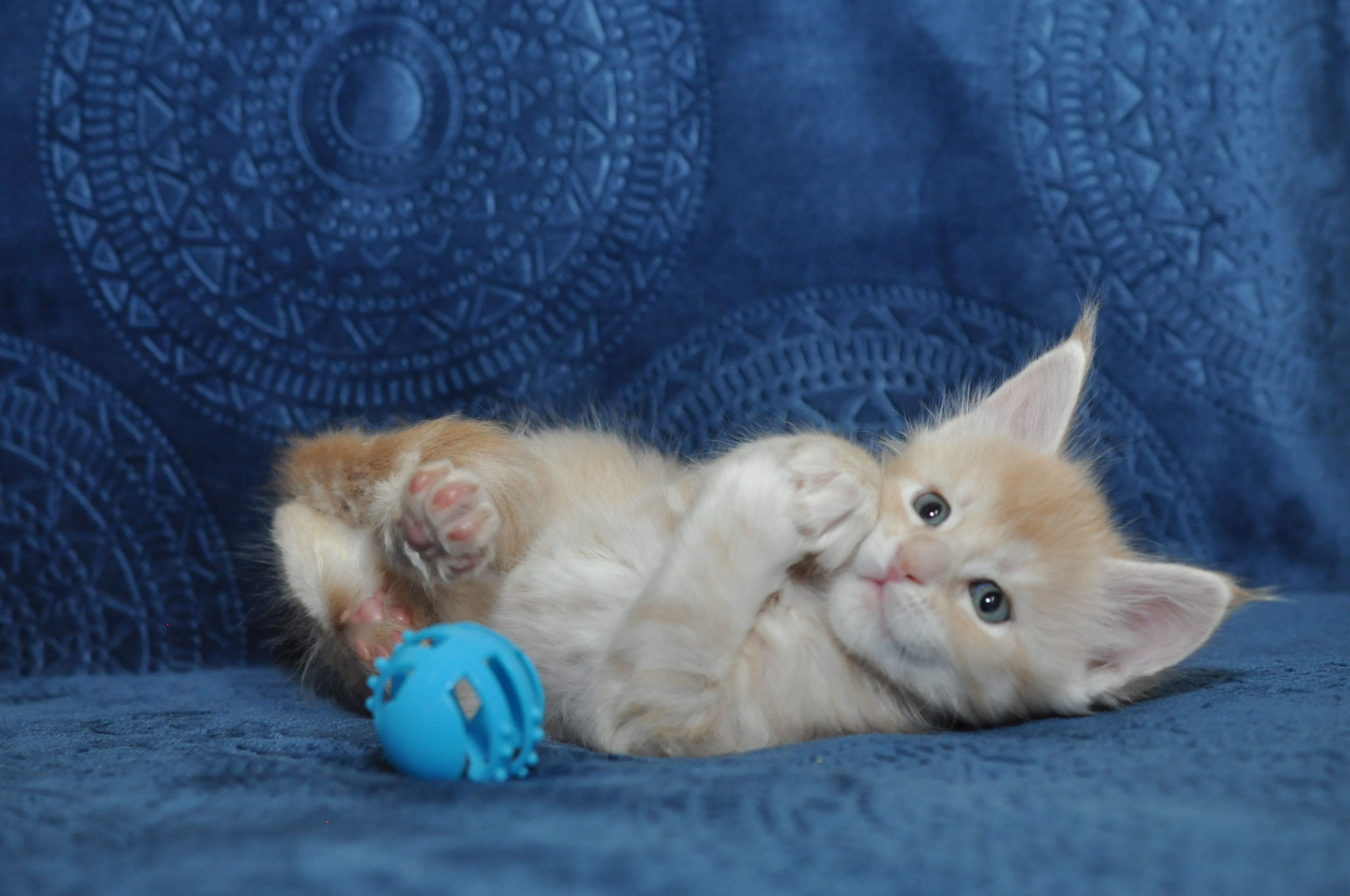A kitten playing with a blue ball on the couch.