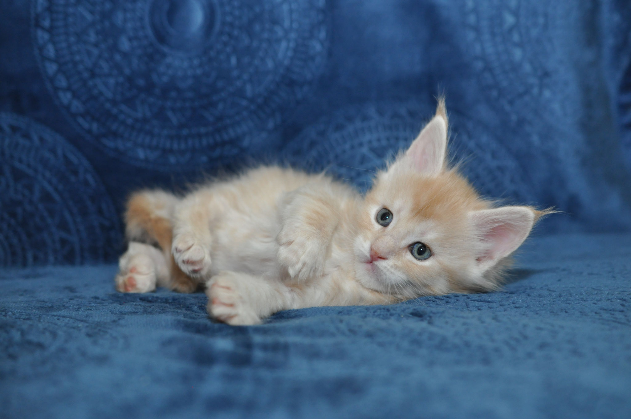 A kitten is laying on the couch and looking at something.