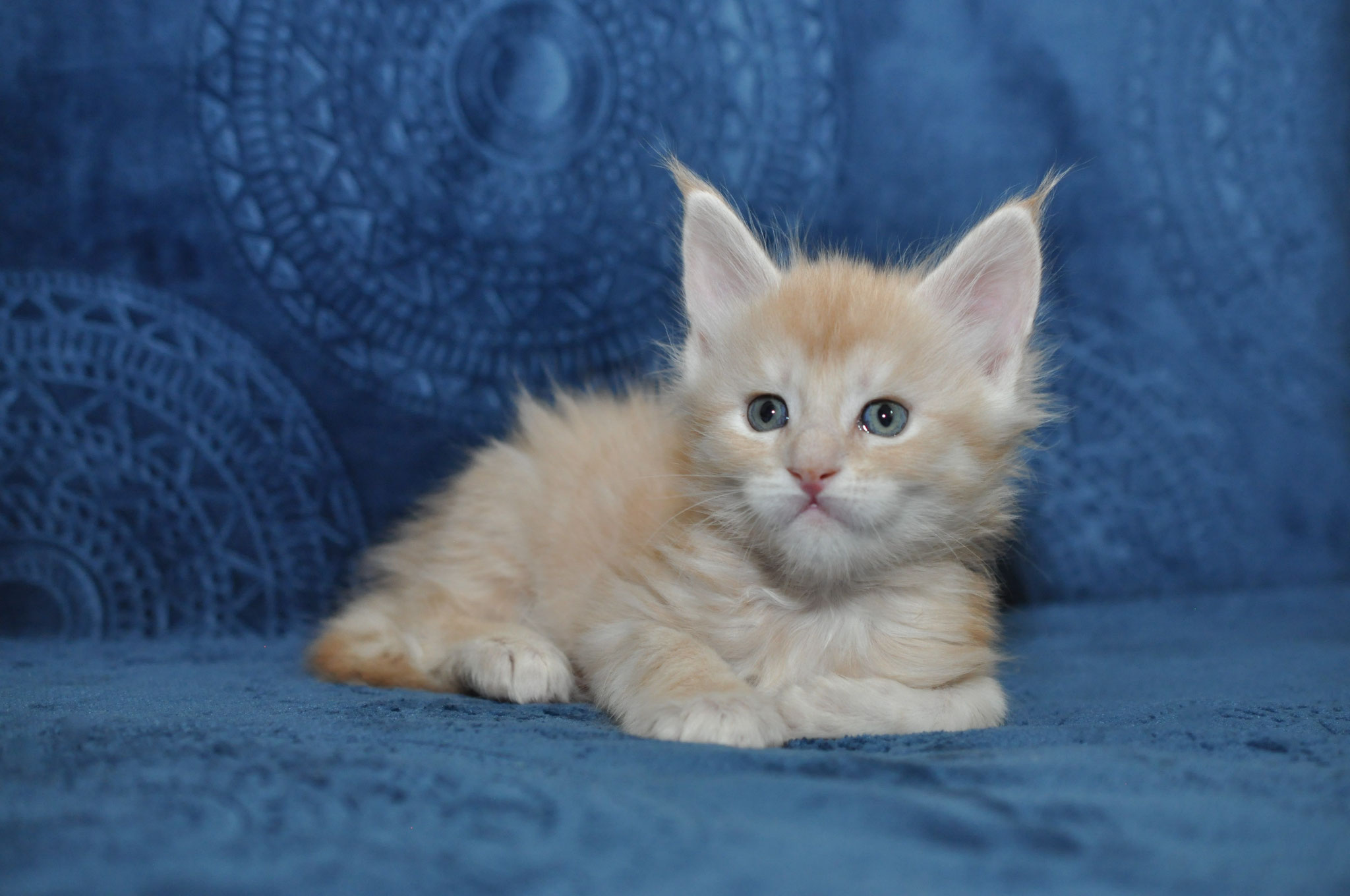 A cat is sitting on the couch and looking at the camera.