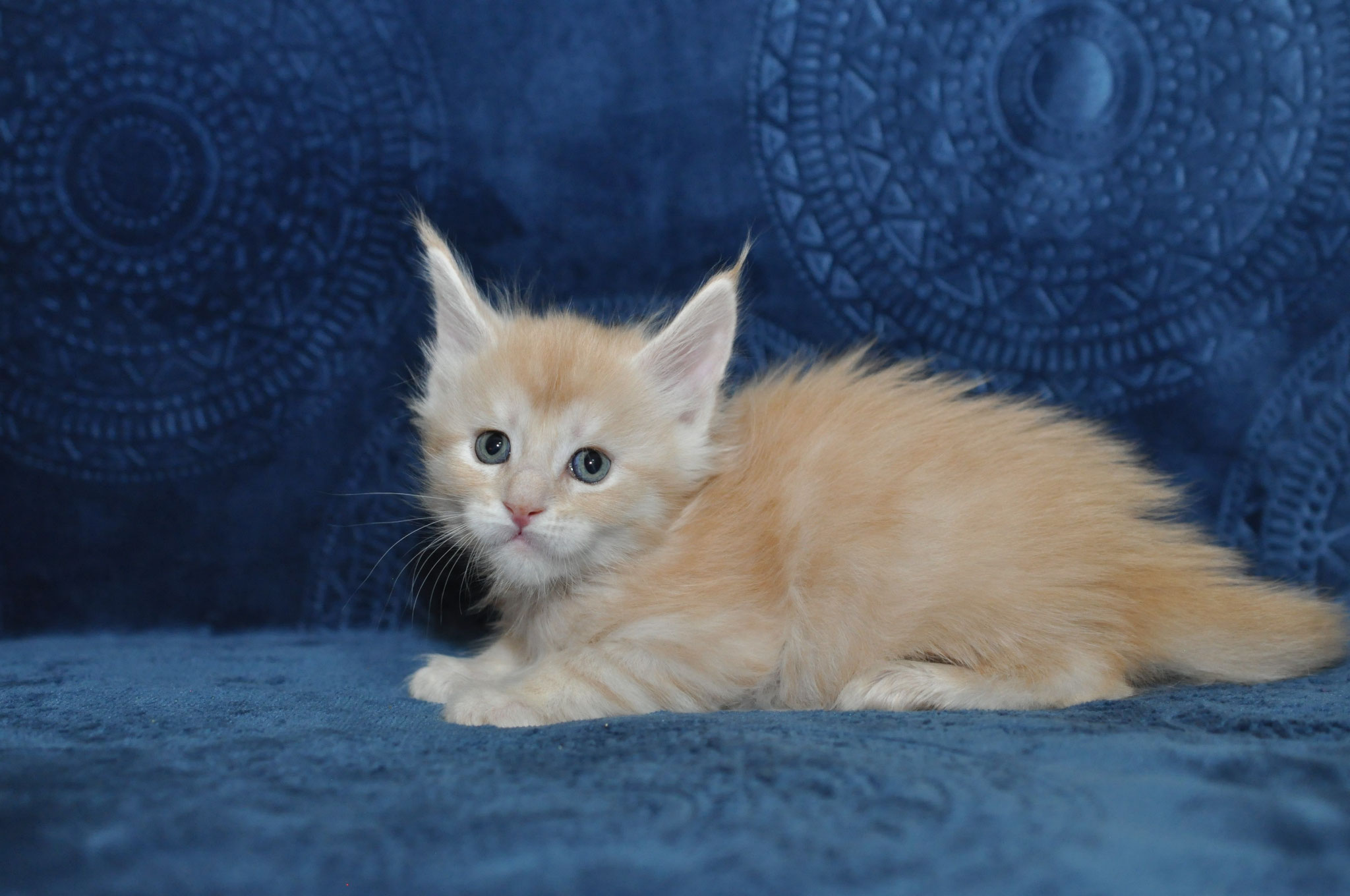 A cat is sitting on the couch and looking at the camera.