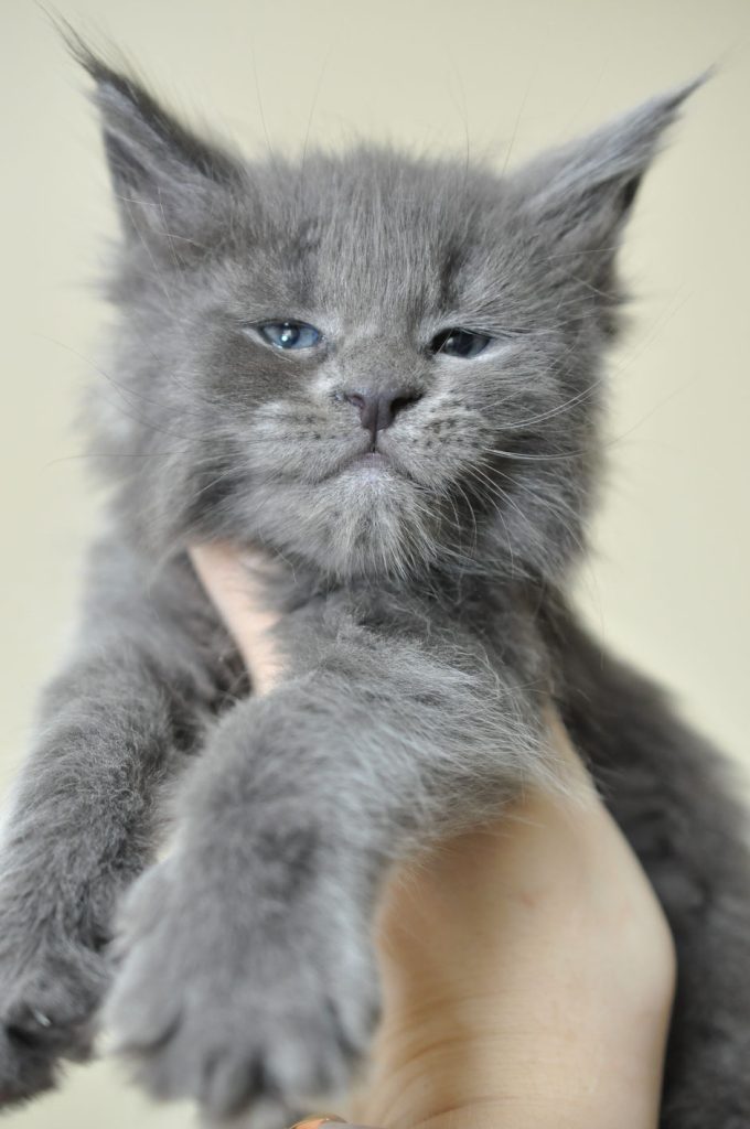 A gray kitten is sitting on its hind legs.