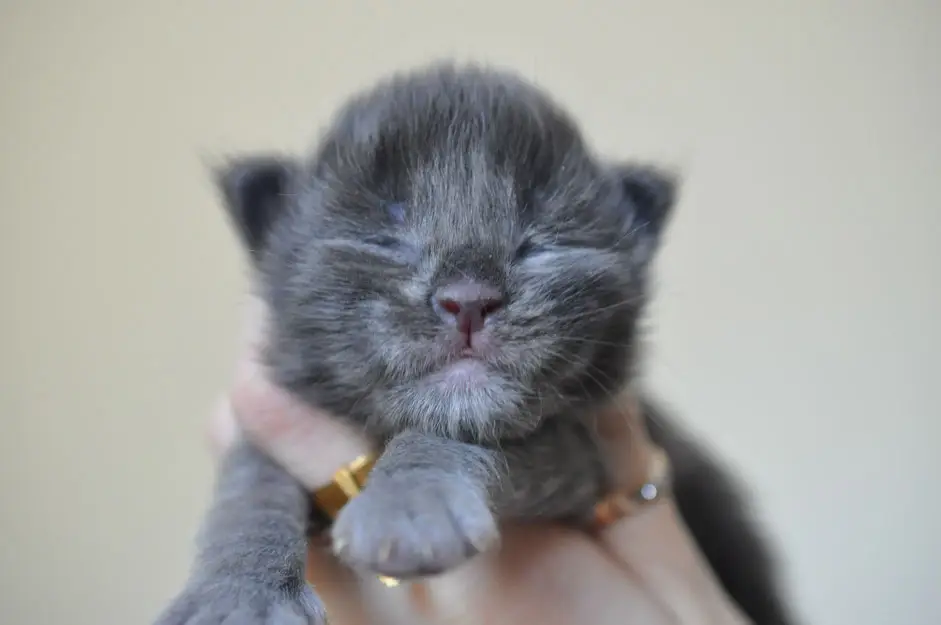 A person holding a kitten in their arms.