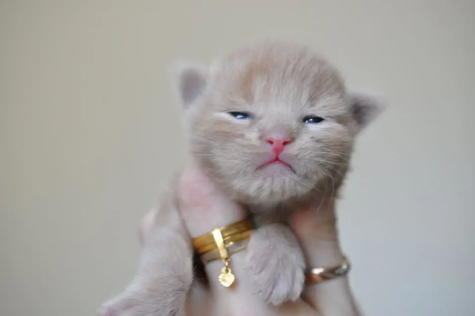 A cat is holding on to the arm of another cat.