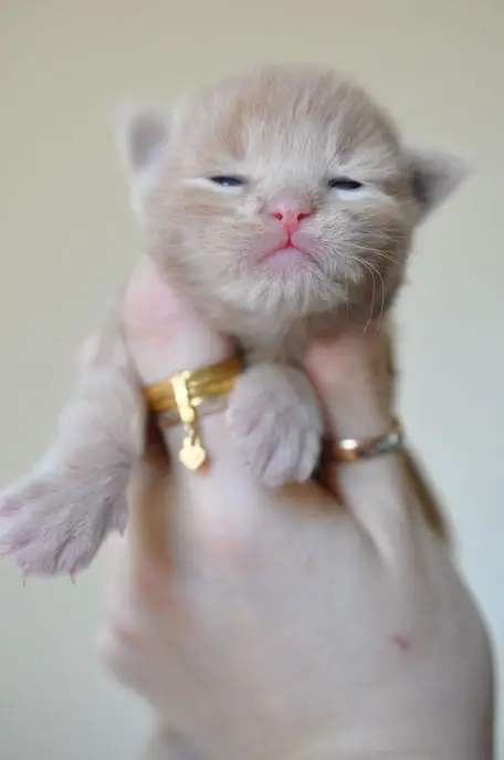 A cat with its head stuck in the arm of another cat.