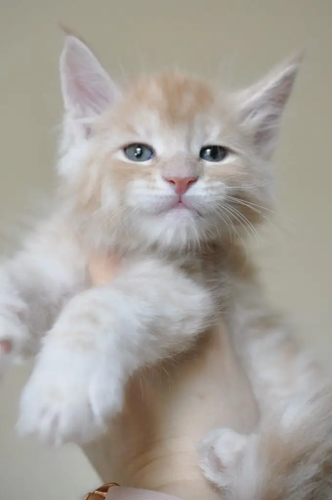A cat is standing up and looking at the camera.