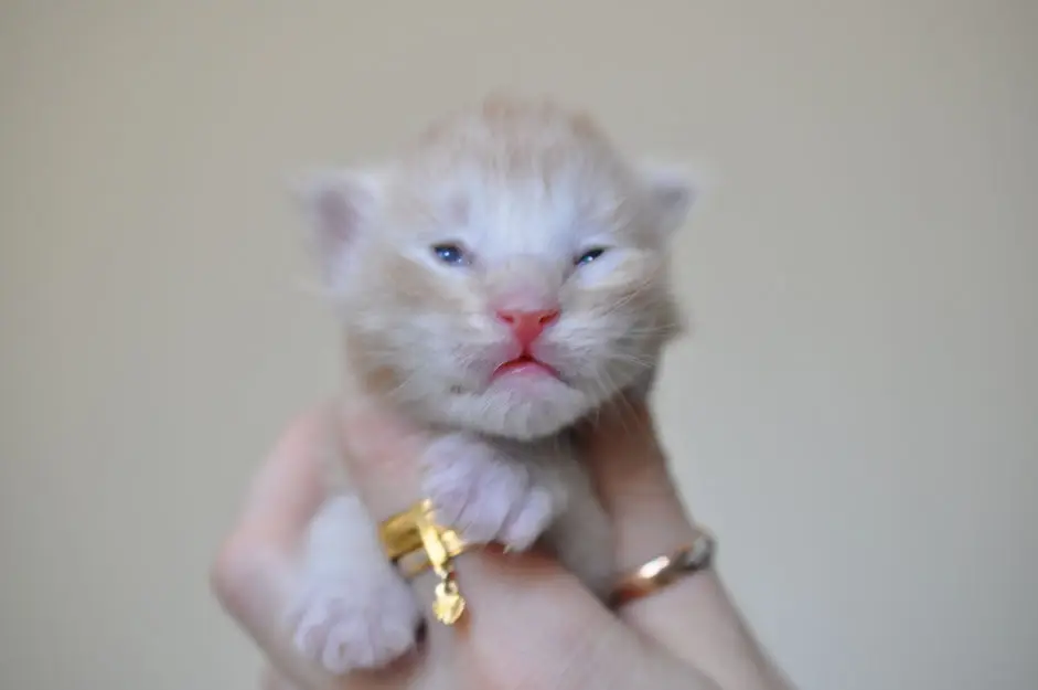 A white cat is being held by someone
