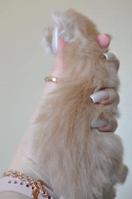 A cat 's paw with its paws on the other hand.
