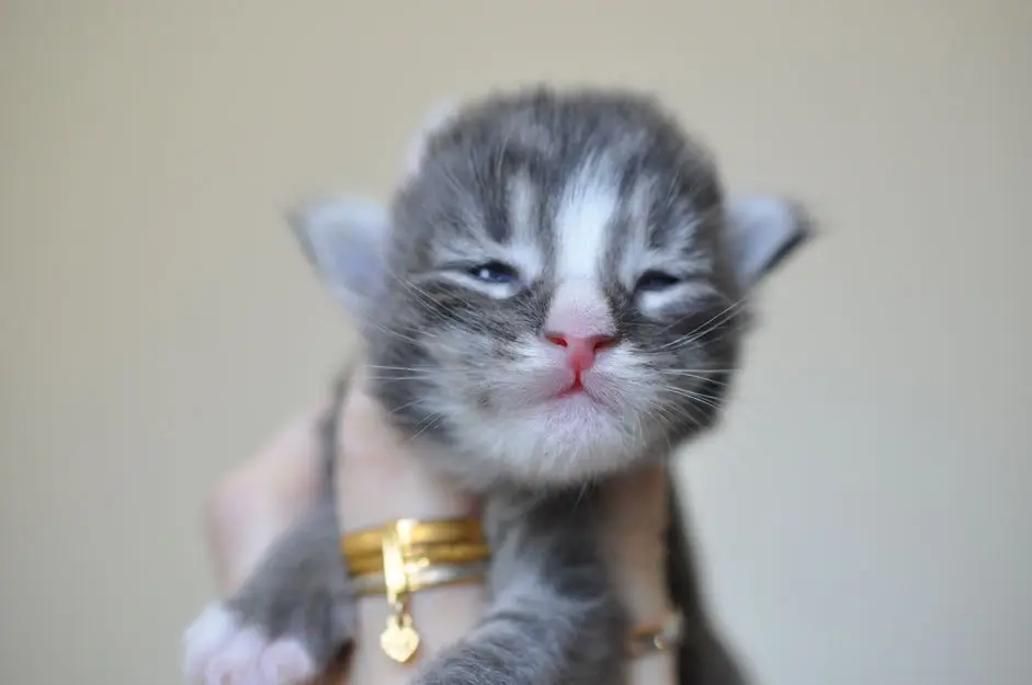 A kitten with its head tilted to the side.