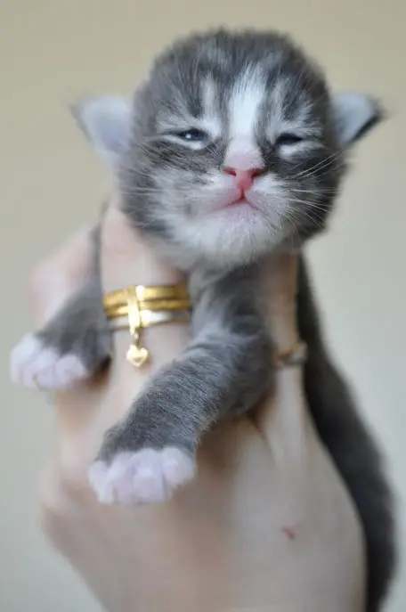 A cat is standing up and looking at the camera.