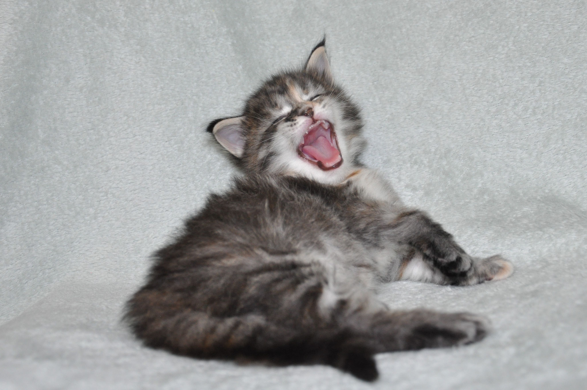 A cat is laying on the ground and its mouth open.