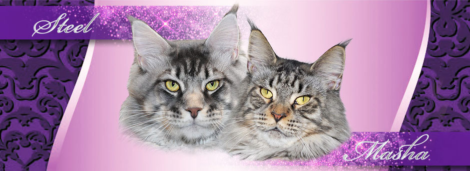 Two cats are sitting next to each other.