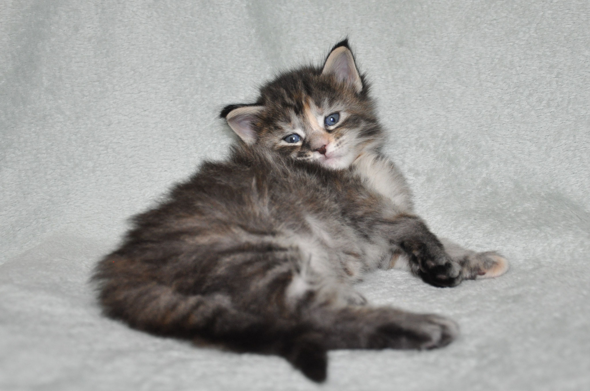 A kitten is sitting on the blanket looking at something.
